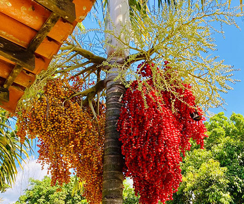 Palmeira com frutos vermelhos no jardim do KASA
